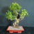 Imported Tiger Bark Ficus bonsai in red glazed Yixing ceramic pot showing full tree, sculptural root base, textured trunk, branching structure, and glossy green foliage.