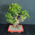 Angled view of imported Tiger Bark Ficus bonsai showing full tropical canopy, twisting root and trunk character, red glazed rectangular pot, and bonsai soil mix.
