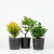 Three pre-bonsai starter trees in black nursery pots, including Jacqueline Hillier elm