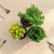 Top-down view of three pre-bonsai starter trees arranged in a triangle