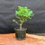 Young pre-bonsai tree with a light trunk against a charcoal background