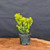 A bright yellow-green Dwarf Golden Japanese Yew, a key component of a pre-bonsai starter set, stands upright in a small, dark grey plastic nursery pot. The plant features dense, flat needles that transition from a rich green at the base to a brilliant, sun-kissed golden hue at the tips of its new growth, embodying the "golden color and upright energy" mentioned in the bundle description. The tree is positioned on a polished wooden surface with an intricate, swirling grain, all set against a matte, dark charcoal grey background that makes the plant's vibrant colors and fine texture pop. This compact evergreen is shown as a healthy specimen, ready for bonsai styling.