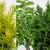 Vertical collage showing the foliage of the three pre-bonsai starter trees