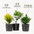 Three pre-bonsai starter trees in black nursery pots, studio view