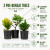 An informative infographic advertisement for "3 PRE-BONSAI TREES: Yew, Elm & Cypress." 

In the center, three small pre-bonsai trees are shown side-by-side in black plastic nursery pots against a white background. On the left is a "Colorful Yew" with dense, upright, yellowish-green foliage. In the middle is a taller "Deciduous Elm" with a woody trunk and bright green leaves. On the right is an "Evergreen Cypress" with dark green, feathery coniferous foliage.

To the right of the trees, five numbered points with green icons highlight the product's benefits:
1. **3 DIFFERENT SPECIES:** Includes Deciduous Elm, Colorful Yew, and Evergreen Cypress.
2. **PERFECT FOR LEARNING:** Practice pruning, wiring, and shaping techniques.
3. **READY TO TRAIN:** Compact nursery-grown plants ready for development.
4. **YEAR-ROUND BEAUTY:** Features evergreen foliage and seasonal changes.
5. **ALL SKILL LEVELS:** Ideal for beginners and experienced growers.

A banner at the bottom contains three boxes with green icons and further details: 
* **LIVE PLANTS:** Shipped fresh from the nursery. 
* **CAREFULLY PACKAGED:** Secure packaging for safe delivery. 
* **GROW & ENJOY:** Nurture, shape, and create your own bonsai.