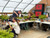 Bonsai Workshop participants trimming trees at Bonsai Outlet