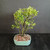 This flowering Vietnamese Blue Bell bonsai has a lighter, more open personality than many of the denser tropical trees in this group, and that is a big part of its charm. The branching is visible, the silhouette feels airy, and the tree has the kind of structure that invites you to slow down and look more closely.