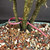 This flowering Vietnamese Blue Bell bonsai has a lighter, more open personality than many of the denser tropical trees in this group, and that is a big part of its charm. The branching is visible, the silhouette feels airy, and the tree has the kind of structure that invites you to slow down and look more closely.