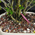 The trunk rises with a gentle twin-trunk feeling near the base, with the secondary trunk and branching helping create a more layered and interesting outline. You can see the branch structure clearly throughout the canopy, which gives the tree a more refined, architectural look