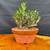 Collected Olive bonsai in Tokoname grow pot showing compact fresh growth and weathered trunk character