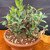 Close front view of collected Olive bonsai showing rugged trunk base, new shoots, and Tokoname grow pot