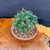 Top angled view of collected Olive bonsai showing dense new foliage, rounded trunk base, granular bonsai soil, and round Tokoname grow pot