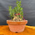 Front view of collected Olive bonsai in round Tokoname grow pot showing knobby weathered trunk base, upright green shoots, and compact outdoor bonsai form