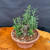 Angled view of collected Olive bonsai in Tokoname grow pot showing old pruning cuts, dense new growth, and developing branch structure for outdoor bonsai training`