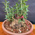 Close-up of collected Olive bonsai showing rugged rounded trunk base, fresh vertical shoots, small glossy Olive leaves, and granular bonsai soil