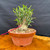 Front view of collected Olive bonsai in a round Tokoname grow pot showing a heavy weathered trunk base, fresh upright shoots, granular bonsai soil, and outdoor bonsai development potential