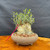 Front view of collected Olive bonsai in a rustic ceramic pot showing a broad weathered trunk base, upright new shoots, granular bonsai soil, and outdoor bonsai presentation