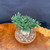 Top angled view of collected Olive bonsai showing compact green canopy, wide old trunk base, granular bonsai soil, and round Tokoname grow pot on wood table`