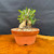 Front view of collected Olive bonsai in a round Tokoname grow pot showing a compact split trunk base, fresh green Olive shoots, granular bonsai soil, and outdoor bonsai development form