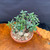 Top angled view of collected Olive bonsai showing compact green foliage, low weathered trunk base, exposed surface movement, round Tokoname grow pot, and wood display table