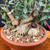Close-up of collected Olive bonsai showing horizontal trunk movement, rough bark texture, old cut-back branches, fresh Olive foliage, and well-draining bonsai soil
