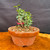 Front view of collected Olive bonsai in a round Tokoname grow pot showing compact trunk base, fresh green Olive shoots, granular bonsai soil, and outdoor bonsai training potential