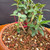 Close-up of collected Olive bonsai showing small weathered trunk base, new branch shoots, glossy green Olive leaves, red nursery tag, and well-draining bonsai soil