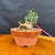 Front view of collected Olive bonsai in a round Tokoname grow pot showing low horizontal trunk movement, fresh green shoots, granular bonsai soil, and outdoor bonsai development potential