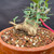 Close-up of collected Olive bonsai showing weathered horizontal trunk base, old cut-back branch, rounded trunk swelling, fresh Olive leaves, and well-draining bonsai soil