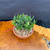 Top angled view of collected Olive bonsai showing dense compact foliage, aged collected trunk base, round Tokoname grow pot, granular soil mix, and wood display table