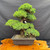 Front view of mature Juniper pre-bonsai in a rectangular mica training pot showing dense layered foliage pads, strong trunk taper, outdoor bonsai structure, and compact refined canopy