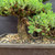 Close-up of mature Juniper pre-bonsai showing textured trunk base, exposed surface roots, dense green needle foliage, and rectangular mica training pot with bonsai soil