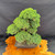 Angled full view of mature Juniper pre-bonsai showing compact informal upright form, excellent taper, dense green canopy, rectangular mica training pot, and wood display table