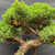 Detailed view of mature Juniper pre-bonsai showing dense green foliage pads, interior trunk movement, mature branching, and outdoor bonsai refinement potential