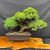 Mature juniper pre-bonsai with sweeping trunk movement and broad foliage pads