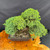 Angled full view of mature Juniper pre-bonsai showing wide sweeping canopy, strong trunk movement, dense green foliage pads, rectangular mica training pot, and wood display table