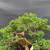 Close-up of Kishu Shimpaku foliage showing compact green scale foliage, developing berries, wired branches, and refined bonsai pad structure