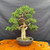 Gerald Rainville Kishu Shimpaku bonsai from 1986 with refined branch structure