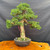 Front view of Gerald Rainville grown Kishu Shimpaku bonsai started in 1986 showing elegant upright trunk, refined green juniper foliage pads, deadwood detail, moss-covered soil, and round mica training pot