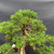 Close-up of Kishu Shimpaku foliage pads showing compact green juniper foliage, developing berries, wired branch structure, and refined bonsai canopy development