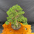 Angled full view of Gerald Rainville grown Kishu Shimpaku bonsai showing upright deadwood trunk, balanced refined canopy, green foliage pads, round mica training pot, and wood display table`