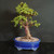 Front view of mature Dwarf Jade bonsai in a blue glazed Yixing ceramic pot showing thick upright trunk, bright green succulent foliage pads, exposed surface roots, well-draining bonsai soil, and beginner-friendly tropical bonsai structure