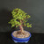 Angled view of mature Portulacara afra Dwarf Jade bonsai showing blue glazed oval Yixing pot, strong trunk base, branching structure, compact green foliage, and tropical bonsai tree form for indoor winter protection