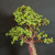 Close-up of Dwarf Jade bonsai canopy showing rounded green succulent leaves, mature woody branching, branch pads, informal upright structure, and healthy tropical bonsai growth