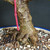 Close-up of Dwarf Jade bonsai trunk base showing textured bark, exposed surface roots, pink nursery tag, granular bonsai soil, and blue glazed Yixing ceramic pot rim