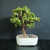 Front view of established Dwarf Jade bonsai in a cream rectangular Japanese ceramic pot showing sturdy upright trunk, rounded green succulent canopy, well-draining bonsai soil, and beginner-friendly tropical bonsai form