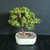 Angled view of Portulacara afra Dwarf Jade bonsai showing compact rounded foliage, mature upright trunk, cream Japanese ceramic pot, granular bonsai soil, and indoor tropical bonsai presentation