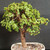 Close-up of Dwarf Jade bonsai canopy showing bright green rounded succulent leaves, established branching, compact tropical bonsai foliage, and informal upright tree structure