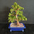 Angled view of Portulacara afra Dwarf Jade bonsai showing tall upright trunk, layered green foliage pads, blue Yixing ceramic bonsai pot, granular soil mix, and beginner-friendly tropical bonsai structure