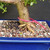Close-up of Dwarf Jade bonsai trunk base showing textured bark, exposed surface roots, pink nursery tag, granular bonsai soil, and blue glazed Yixing ceramic pot rim